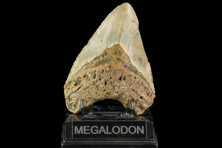 Fossil Megalodon Tooth - North Carolina #109720